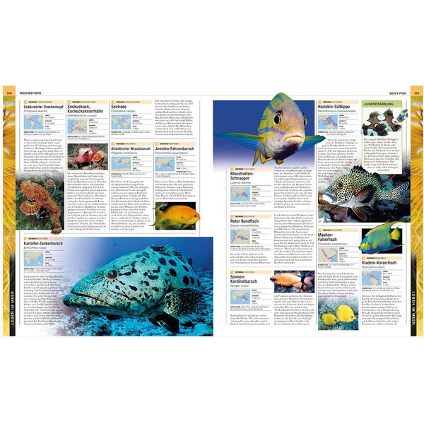 Dorling Kindersley Ozeane