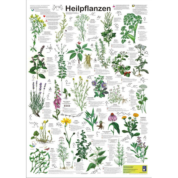 Planet Poster Editions Poster Heilpflanzen