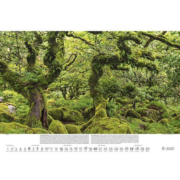 Palazzi Verlag Calendar Wälder der Erde 2021
