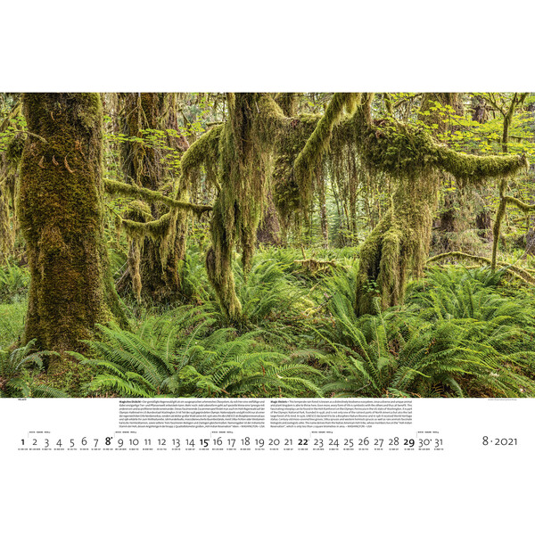 Palazzi Verlag Calendar Forests of the Earth 2021
