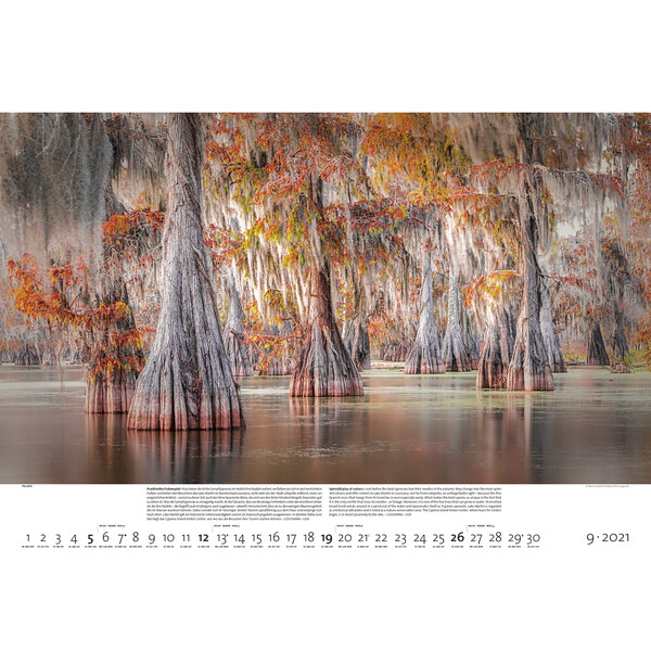Palazzi Verlag Calendar Forests of the Earth 2021
