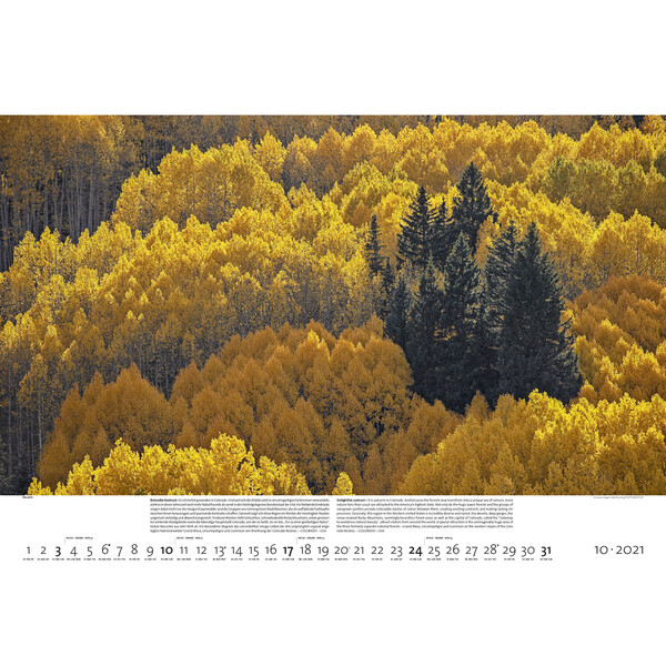 Palazzi Verlag Calendar Forests of the Earth 2021