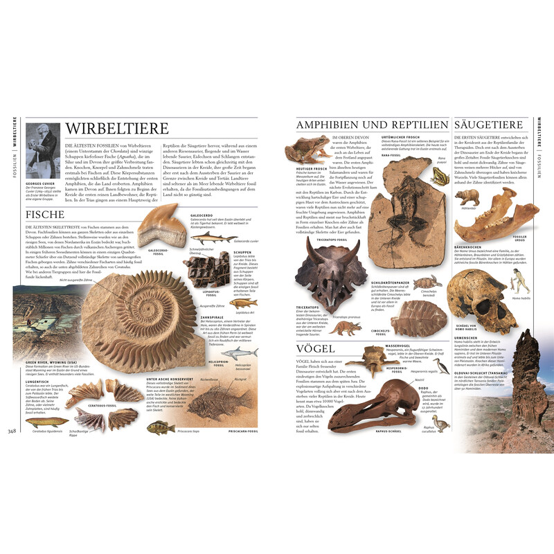 Dorling Kindersley Steiner & Mineralien