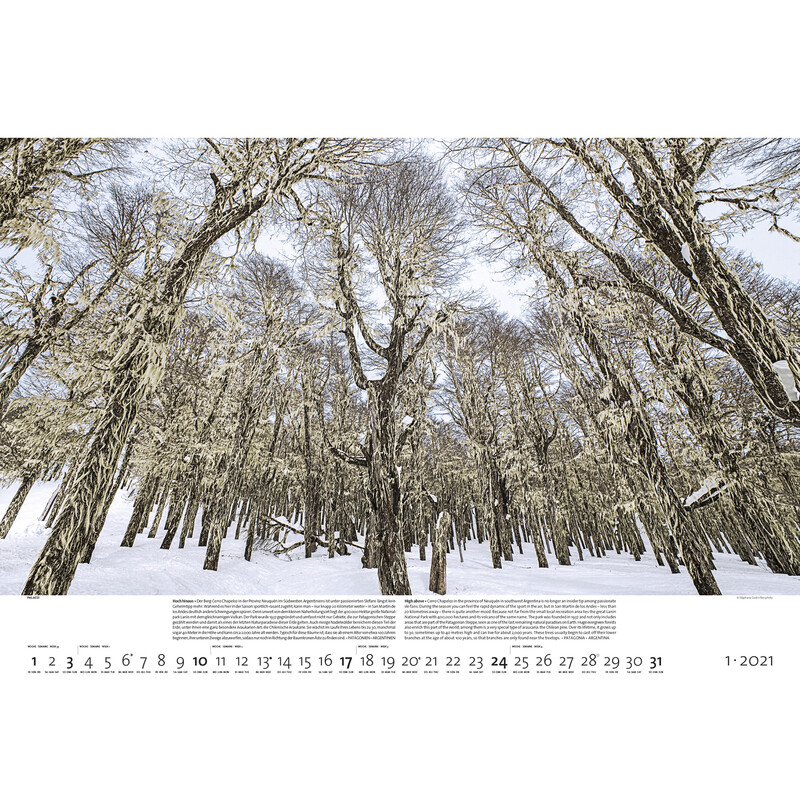 Palazzi Verlag Calendar Forests of the Earth 2021