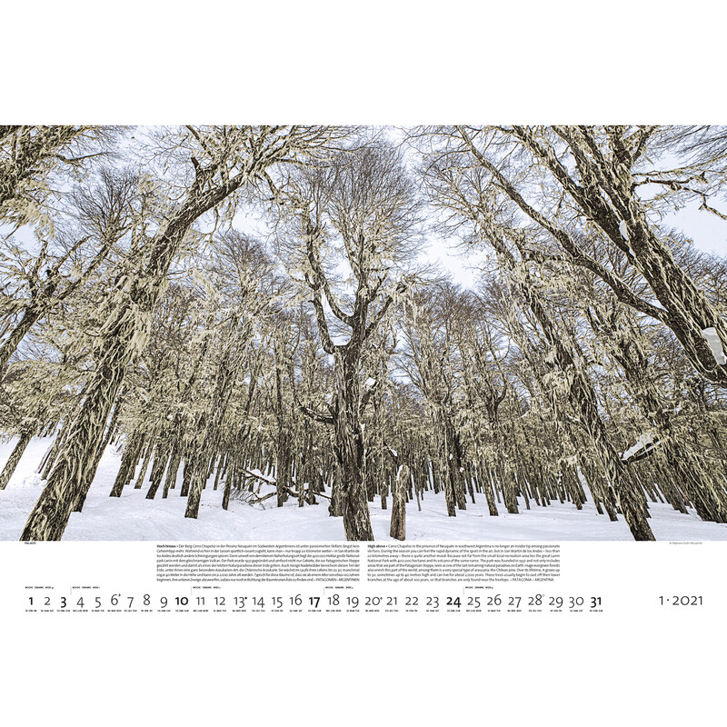 Palazzi Verlag Calendar Wälder der Erde 2021