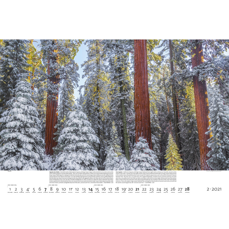 Palazzi Verlag Calendar Forests of the Earth 2021