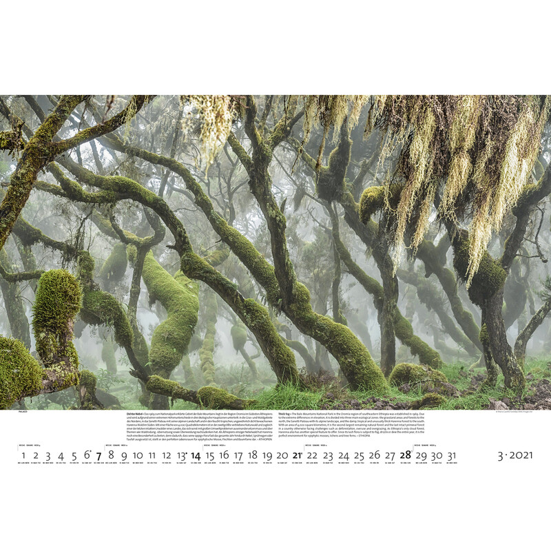 Palazzi Verlag Calendar Forests of the Earth 2021