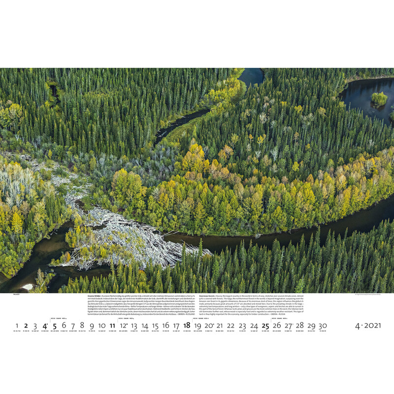 Palazzi Verlag Calendar Forests of the Earth 2021