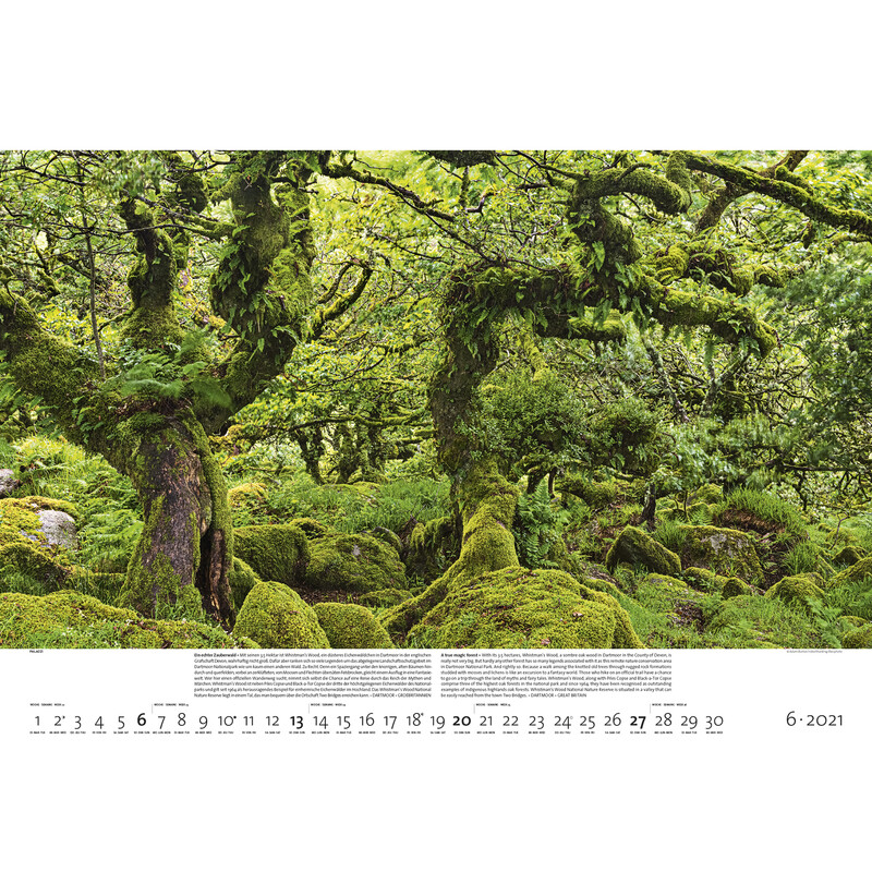 Palazzi Verlag Calendar Forests of the Earth 2021