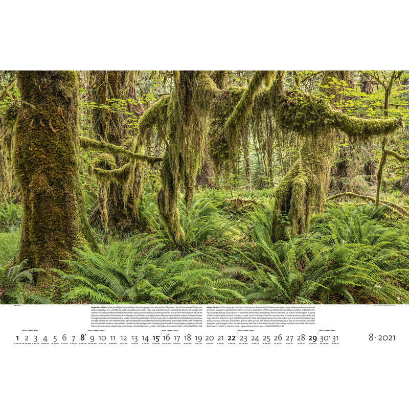Palazzi Verlag Calendar Forests of the Earth 2021
