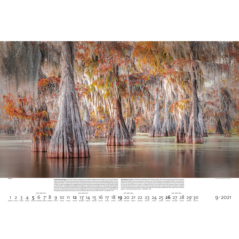 Palazzi Verlag Calendar Forests of the Earth 2021