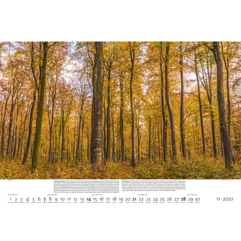 Palazzi Verlag Calendar Forests of the Earth 2021